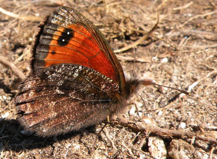 Potrebbe essere Erebia styx?